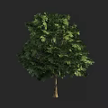 Lush Green Arbor With Tall Sturdy Trunk And Dense Foliage In Natural Scene