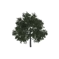 Lush Green Arbor With Dense Vibrant Foliage And Strong Straight Trunk