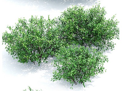 Shrubs Flowers Grass Landscape Greenery 3d model