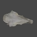 Detailed Animal Skull Skeleton With Visible Teeth And Bone Structure 3d model