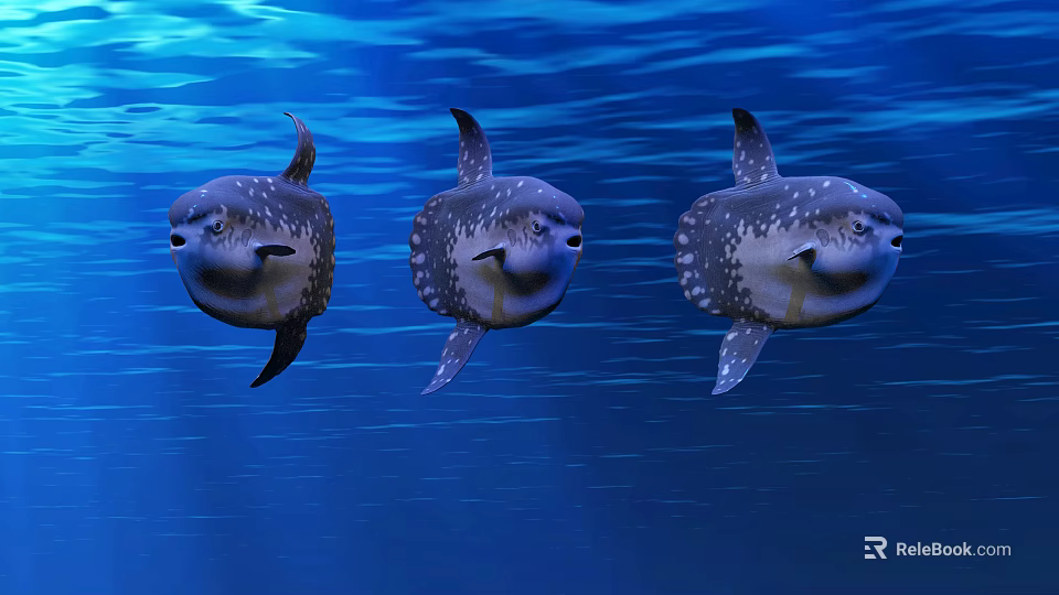 Three Mola Mola Fish Swimming Gracefully in Blue Ocean Water 3d model 