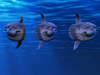 Three Mola Mola Fish Swimming Gracefully in Blue Ocean Water 3d model