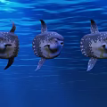 Three Mola Mola Fish Swimming Gracefully in Blue Ocean Water
