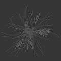 Healthy Cereal Crop with Green Leaves and Spikelets Height Measured 50cm Scale