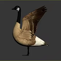 Canada Goose Standing With Spread Wings Brown Body Black Neck Gray Background