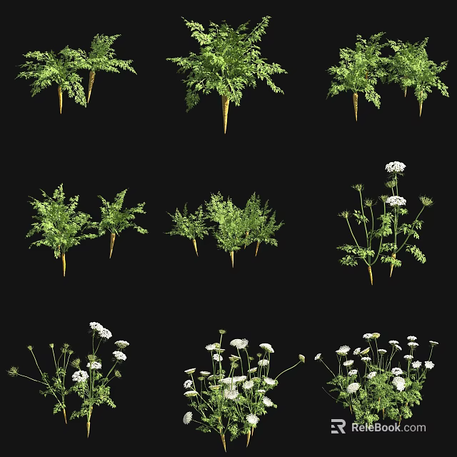 Crop Plants In Different Growth Stages With Green Foliage And White Flowers 3d model 