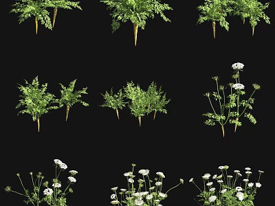 Crop Plants In Different Growth Stages With Green Foliage And White Flowers 3d model