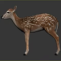 Realistic 3D Fawn Model Standing With Brown And White Spots On Black Background With Reflection
