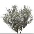 Lush Green Arbor With Purple Flowers And Dense Foliage In Natural Scene