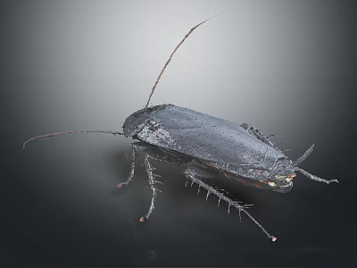 Black Cockroach With Long Antennae And Spiny Legs On Dark Surface 3d model