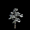 Three Snow Covered Arbor Trees With Snow On Trunks And Branches