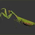 modern mantis sabros winged insect 3d model