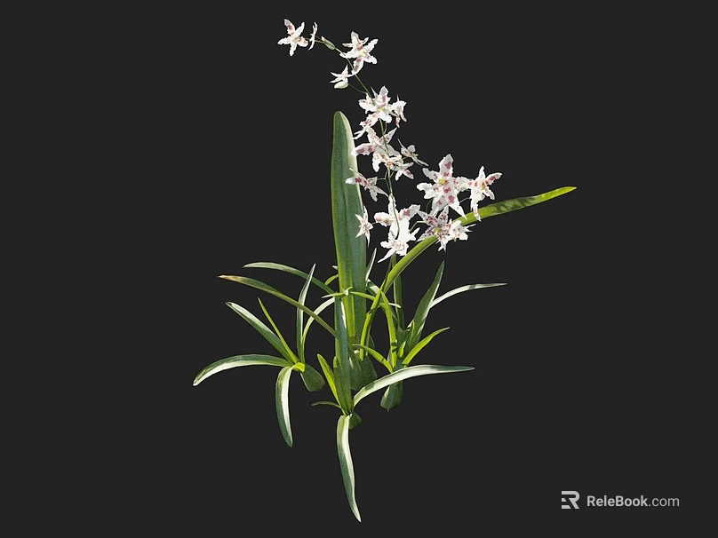 Blooming White Flower Plant With Fresh Green Leaves And White Stripes 3d model 