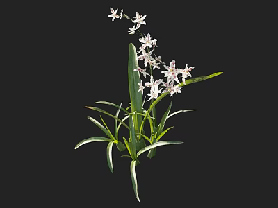 Blooming White Flower Plant With Fresh Green Leaves And White Stripes 3d model