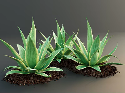 Aloe Vera Plants Featuring Green Leaves With Yellow Edges In Brown Soil On Gray Background 3d model