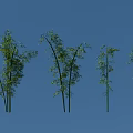 Leafy Green Bamboo Plants In Various Heights Against Clear Blue Sky Background