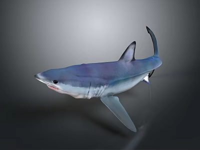 Blue and Purple Shark in Side View with Open Mouth and Fins on Gray Background 3d model