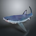 Blue and Purple Shark in Side View with Open Mouth and Fins on Gray Background