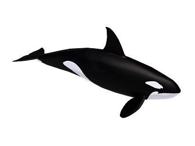 Large Black And White Orca Aquatic Animal Swimming In The Ocean 3d model