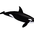 Large Black And White Orca Aquatic Animal Swimming In The Ocean