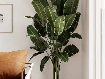 Large Leafy Potted Plant in Indoor Space with Brown Sofa and White Wall Decor 3d model