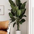 Large Leafy Potted Plant in Indoor Space with Brown Sofa and White Wall Decor