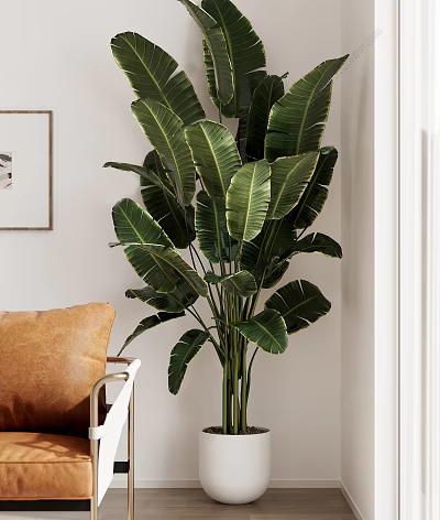 Large Leafy Potted Plant in Indoor Space with Brown Sofa and White Wall Decor 3d model