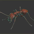 Detailed Shiny Red Ant With Long Antennae And Legs On Dark Background