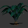 Potted Indoor Plant With Purple Flower And Green Leaves Featuring Purple Stripes