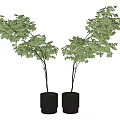 Two Lush Green Bonsai Plants In Black Pots With Dense Foliage