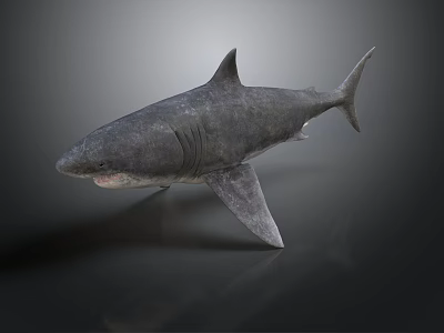 Realistic Gray Shark 3D Model With Detailed Skin Texture On Dark Background 3d model