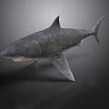 Realistic Gray Shark 3D Model With Detailed Skin Texture On Dark Background