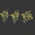 Three Decorative Plants With Yellow And Green Leaves On White Background