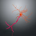 Advanced Medical Device For 3D Neuron Structure Visualization In Neuroscience Research 3d model