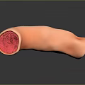 Medical Device 3D Anatomical Model of Human Organ with Tubular Structure and Red Internal Texture