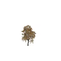 Tall Deciduous Tree With Vibrant Yellow Leaves Standing Alone And A Person Walking Nearby