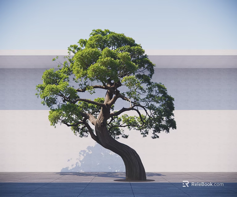 Lush Green Tree With Curved Trunk And Foliage Against White Wall And Gray Ground 3d model 