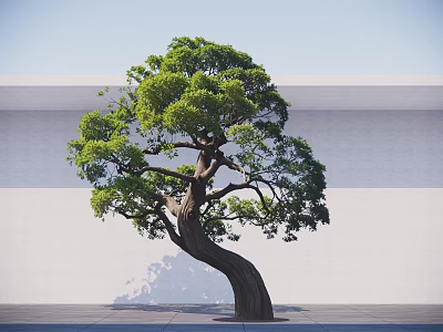 Lush Green Tree With Curved Trunk And Foliage Against White Wall And Gray Ground 3d model