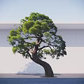 Lush Green Tree With Curved Trunk And Foliage Against White Wall And Gray Ground
