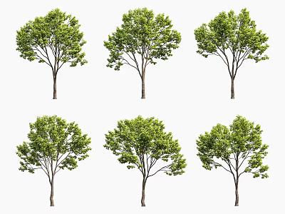 Six Arbor Trees Displaying Different Poses With Lush Green Foliage And Trunks 3d model