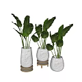 Bonsai Potted Plants With White Ceramic Pots And Wooden Stands For Indoor Decoration