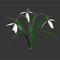 Beautiful Snowdrop Plant With Green Stems Leaves And White Flowers
