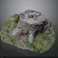 Natural Tree Stump with Textured Surface Surrounded by Green Moss and Grass
