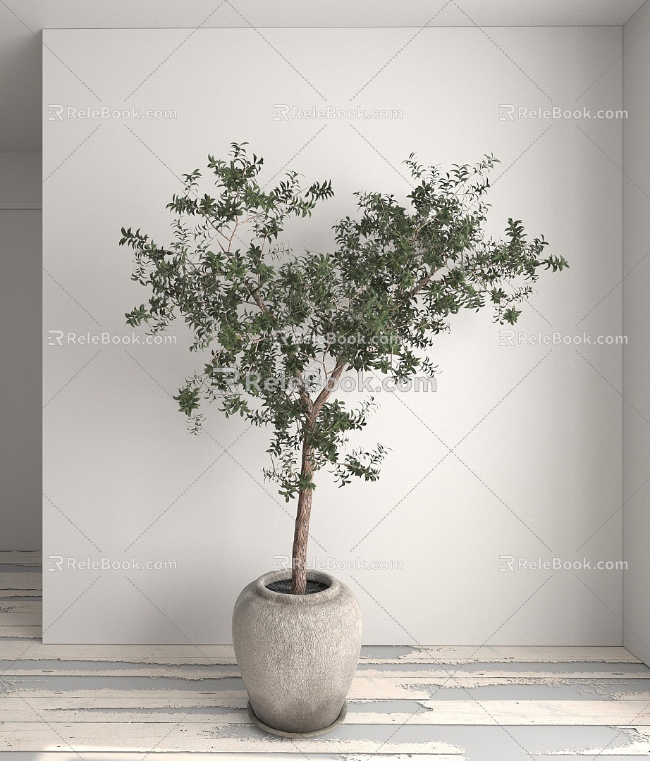 plant green plant potted plant pot bonsai 3d model