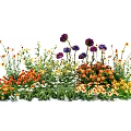 Colorful Mixed Flowers And Grass With Purple Orange Yellow Blooms And Lush Green Foliage