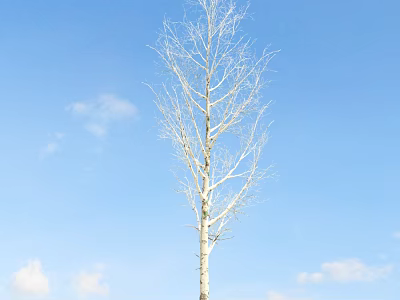 Leafless Tree with Straight Trunk Against Blue Sky and White Clouds 3d model