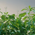 Green Shrubs with Lush Green Leaves Thriving in Sunlit Natural Garden