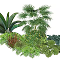 Assorted Green Plant Combination With Various Leaf Shapes And Tropical Foliage