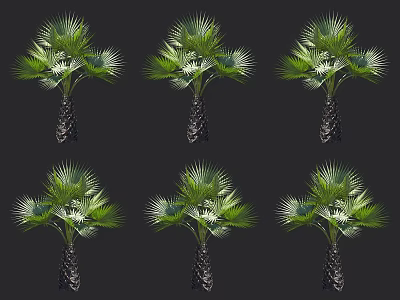 Palm Trees Arranged In Grid With Green Fan Shaped Leaves And Textured Trunks 3d model