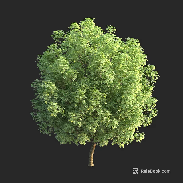 Lush Green Arbor With Dense Foliage And Healthy Strong Trunk 3d model 